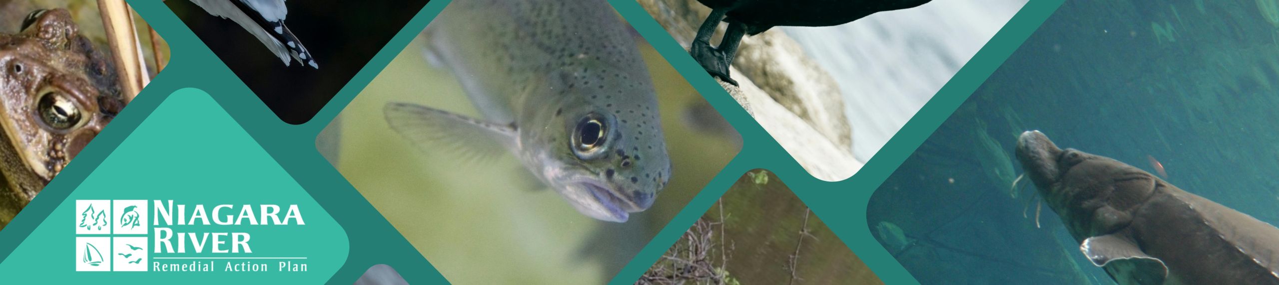 Niagara River Fish & Wildlife Populations Indicator - Status Change ...